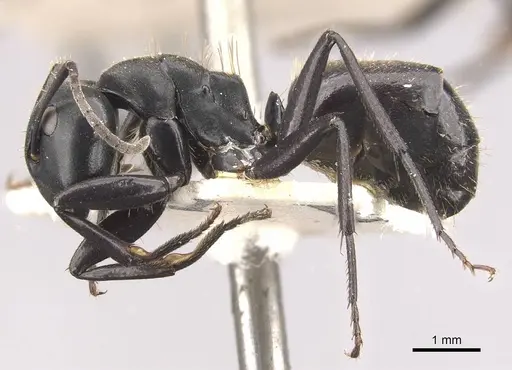 Camponotus chrysurus - CASENT0910460