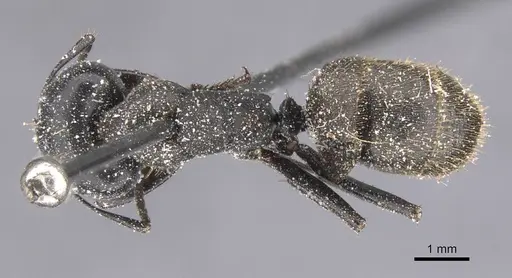 Camponotus chrysurus - CASENT0911749