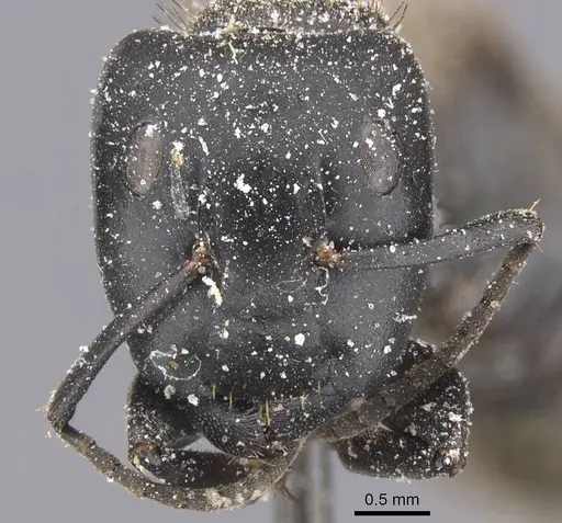 Camponotus chrysurus - CASENT0911749