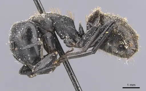 Camponotus chrysurus - CASENT0911749