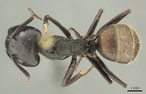 Camponotus chrysurus - CASENT0915683