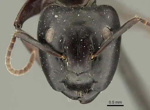 Camponotus chrysurus - CASENT0915683