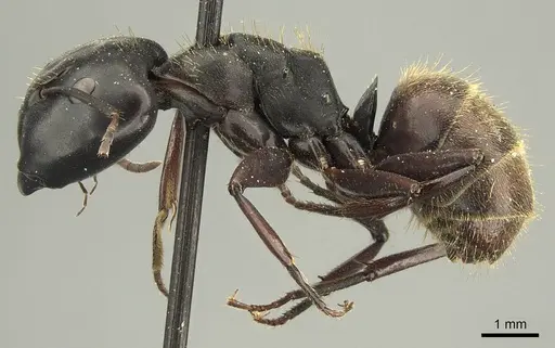 Camponotus chrysurus - CASENT0915683