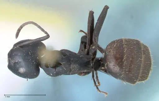 Camponotus chrysurus - FOCOL1783