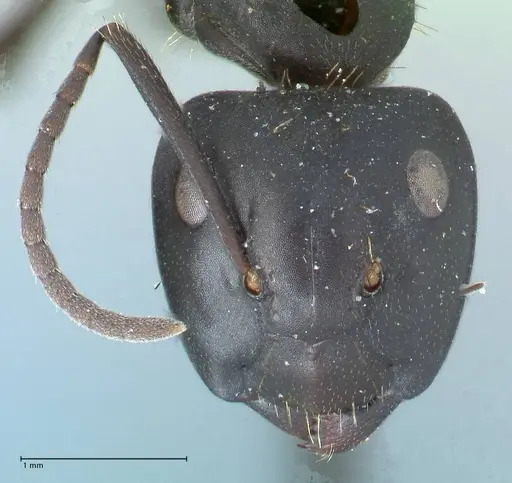 Camponotus chrysurus - FOCOL1783