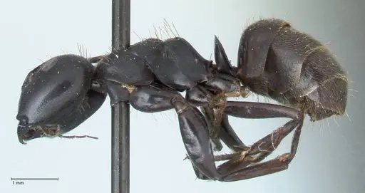 Camponotus chrysurus - FOCOL1783