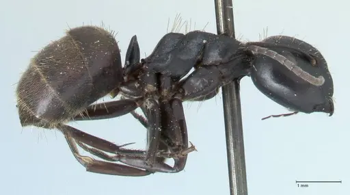Camponotus chrysurus - FOCOL1783