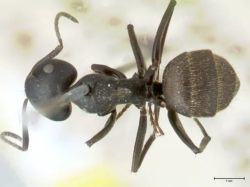Camponotus chrysurus - FOCOL1786