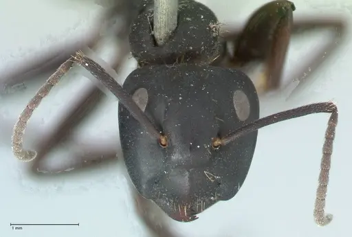 Camponotus chrysurus - FOCOL1786