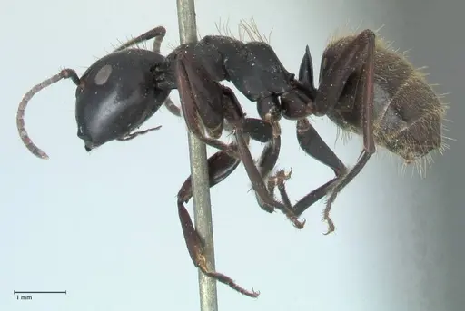Camponotus chrysurus - FOCOL1786