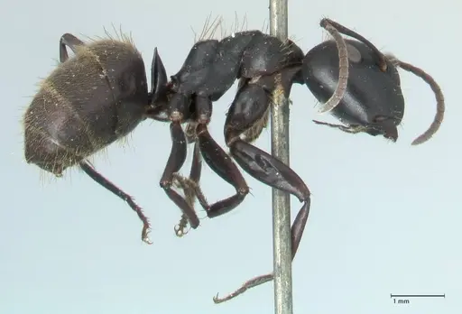 Camponotus chrysurus - FOCOL1786