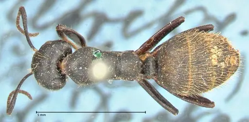 Camponotus chrysurus - FOCOL2467