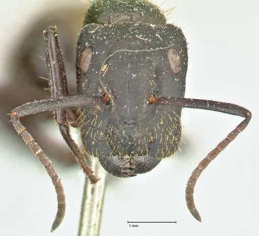 Camponotus chrysurus - FOCOL2467