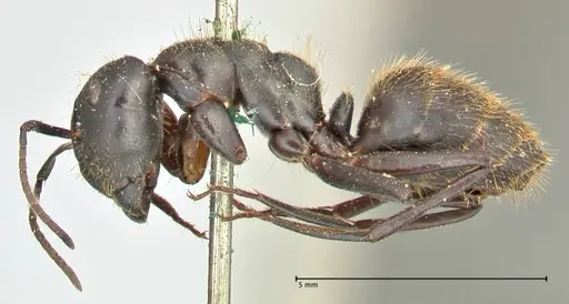 Camponotus chrysurus - FOCOL2467