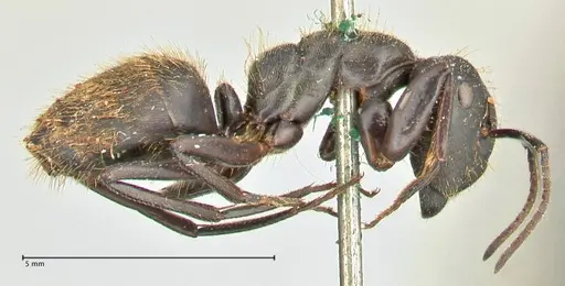 Camponotus chrysurus - FOCOL2467