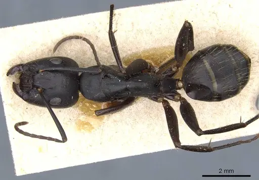 Camponotus cilicicus specimen