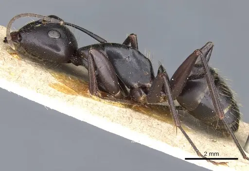 Camponotus cilicicus specimen