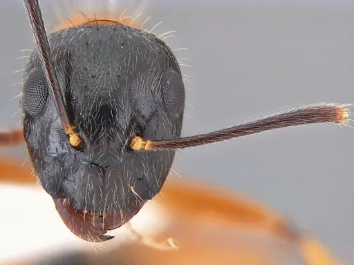 Camponotus cillae specimen
