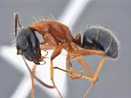 Camponotus cillae specimen