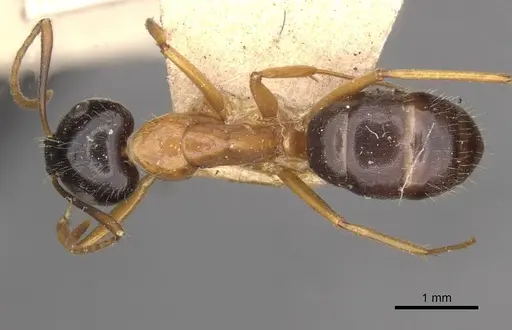 Camponotus cillae - CASENT0909985