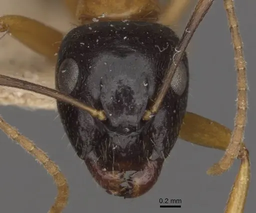 Camponotus cillae - CASENT0909985
