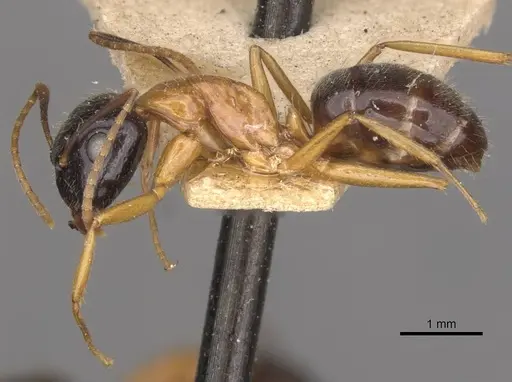 Camponotus cillae - CASENT0909985
