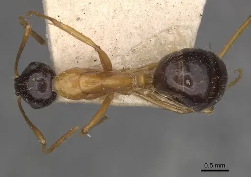 Camponotus cillae - CASENT0909986