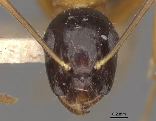 Camponotus cillae - CASENT0909986
