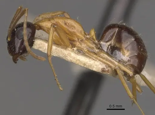 Camponotus cillae - CASENT0909986