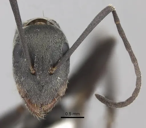 Camponotus cinctellus specimen