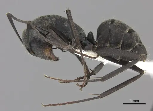 Camponotus cinctellus specimen