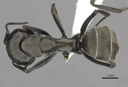 Camponotus cinctellus - CASENT0235236