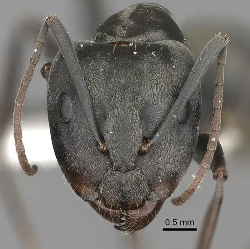 Camponotus cinctellus - CASENT0235236