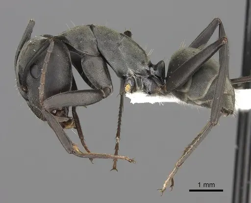 Camponotus cinctellus - CASENT0235236