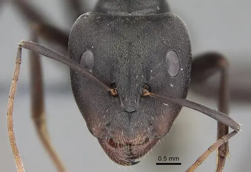 Camponotus cinctellus - CASENT0785941