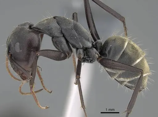 Camponotus cinctellus - CASENT0785941