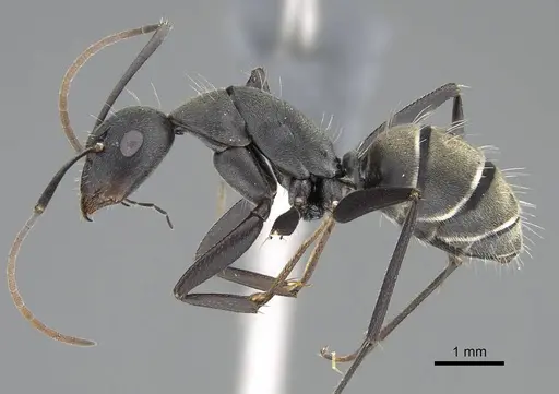 Camponotus cinctellus - CASENT0785943