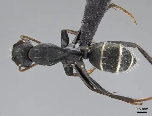 Camponotus cinctellus - CASENT0822205