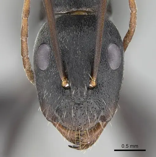 Camponotus cinctellus - CASENT0822205