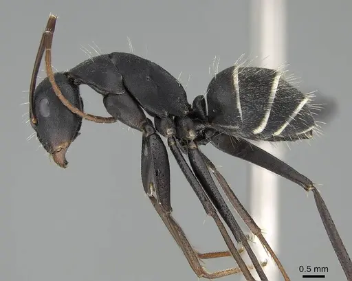 Camponotus cinctellus - CASENT0822205