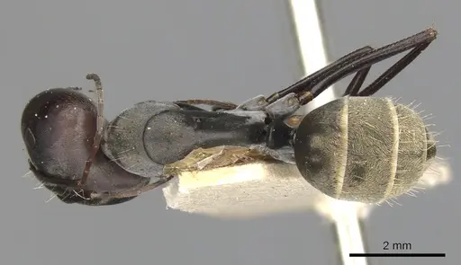 Camponotus cinctellus - CASENT0900333