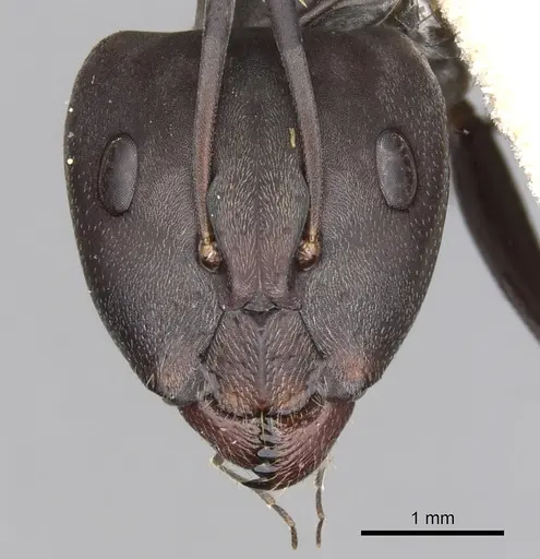 Camponotus cinctellus - CASENT0900333