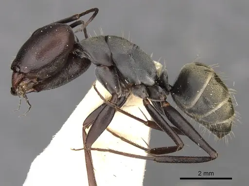 Camponotus cinctellus - CASENT0900333