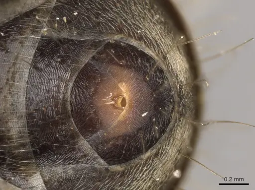 Camponotus cinctellus - CASENT0900333