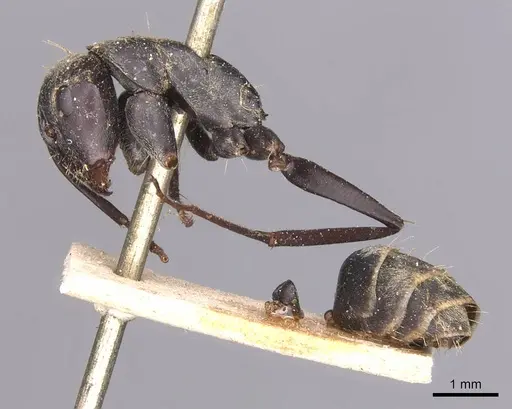 Camponotus cinctellus - CASENT0905349