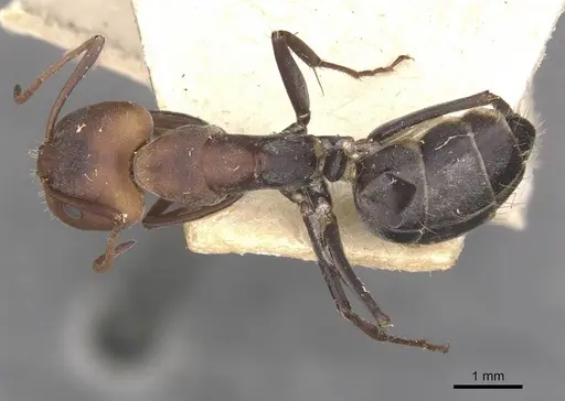 Camponotus cinctellus - CASENT0910322