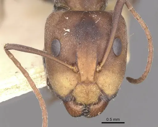 Camponotus cinctellus - CASENT0910322