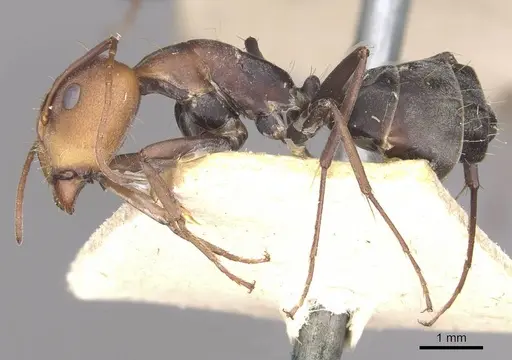 Camponotus cinctellus - CASENT0910322