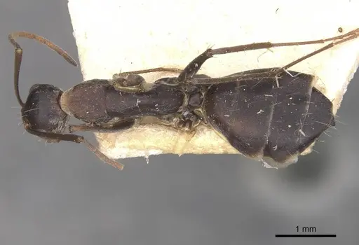 Camponotus cinctellus - CASENT0910323