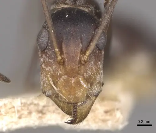 Camponotus cinctellus - CASENT0910323